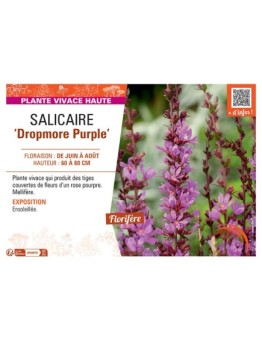 SALICAIRE DROPMORE PURPLE