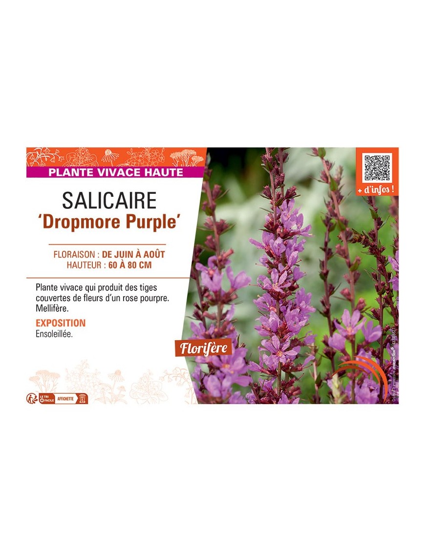 SALICAIRE DROPMORE PURPLE