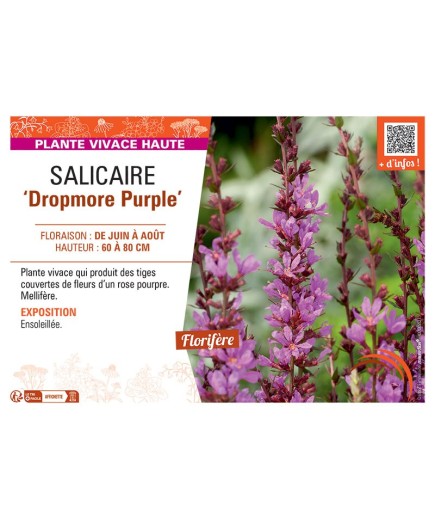 SALICAIRE DROPMORE PURPLE