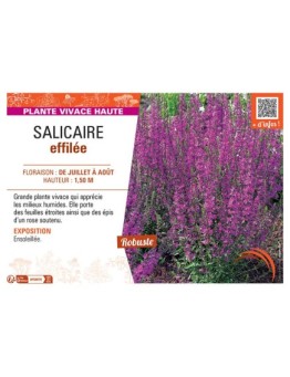 SALICAIRE EFFILEE
