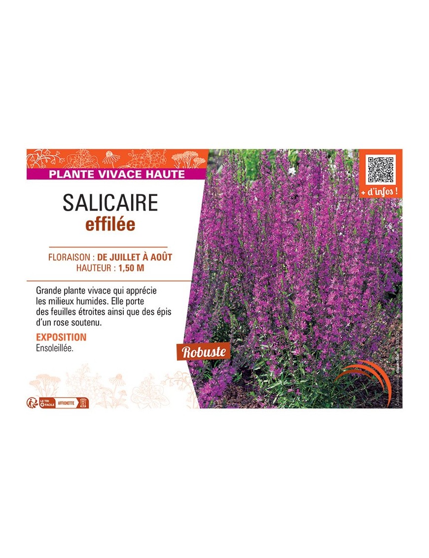 SALICAIRE EFFILEE
