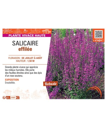 SALICAIRE EFFILEE