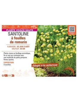 SANTOLINE à FEUILLES DE ROMARIN