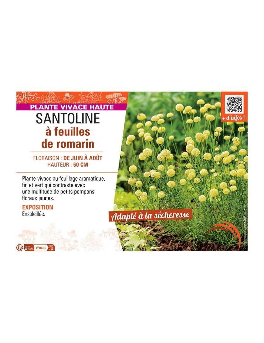 SANTOLINE à FEUILLES DE ROMARIN