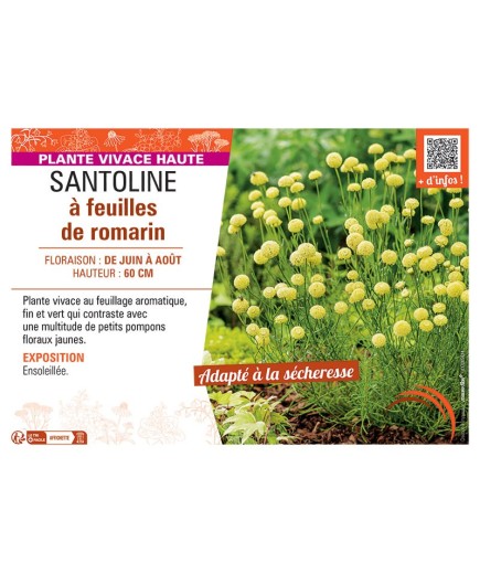 SANTOLINE à FEUILLES DE ROMARIN