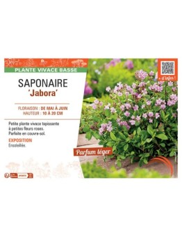 SAPONAIRE JABORA