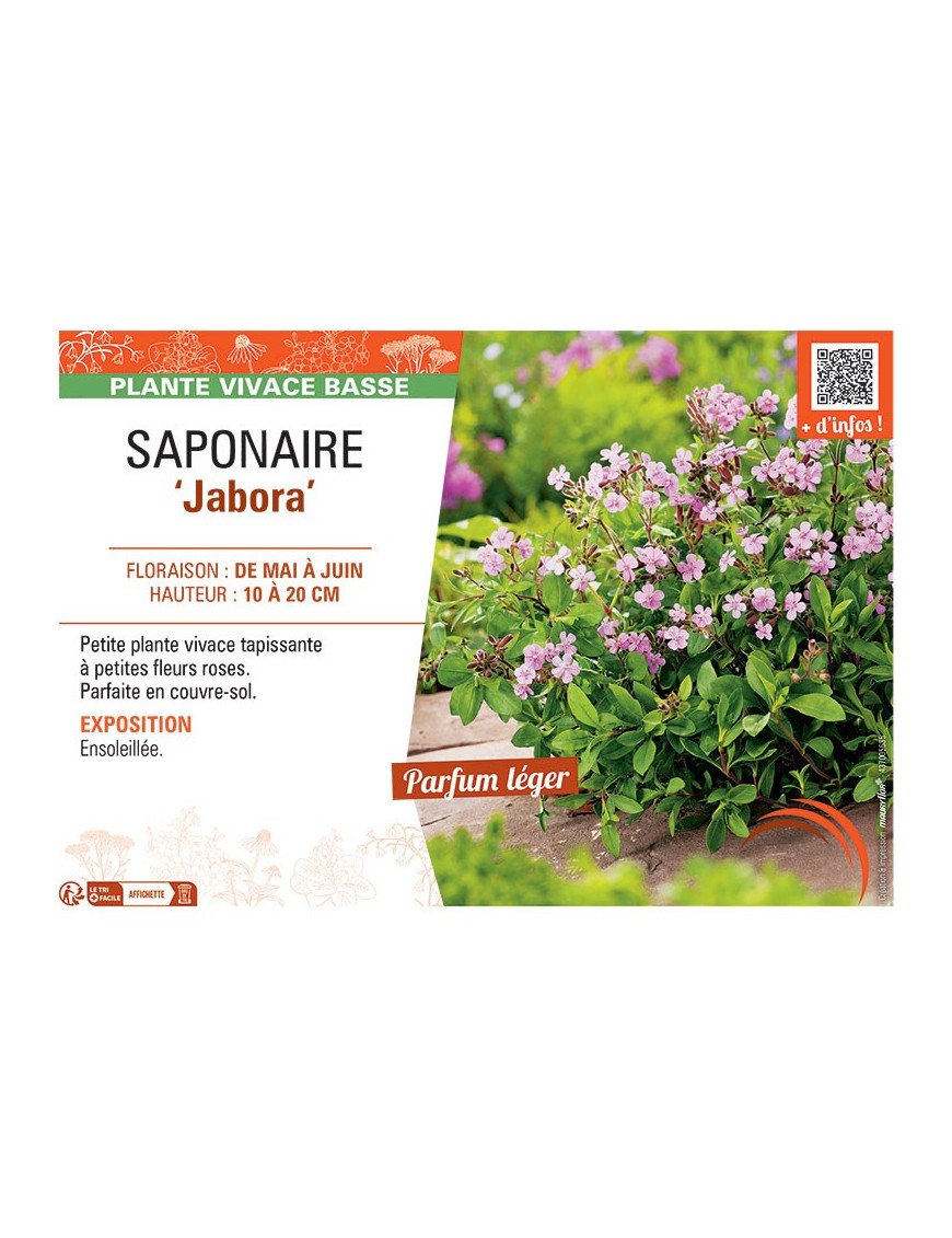 SAPONAIRE JABORA