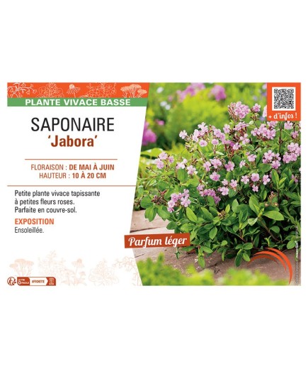 SAPONAIRE JABORA