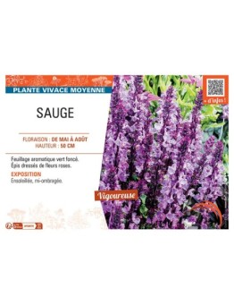 SAUGE (rose)