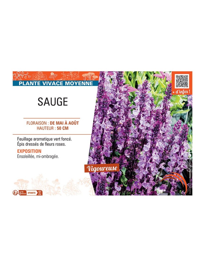 SAUGE (rose)