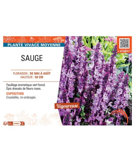 SAUGE (rose)