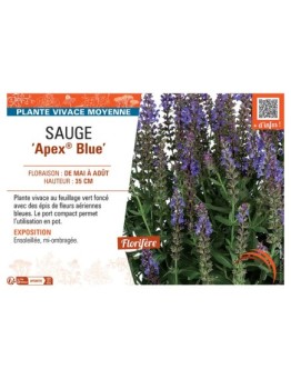 SAUGE APEX® BLUE