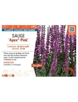 SAUGE APEX® PINK
