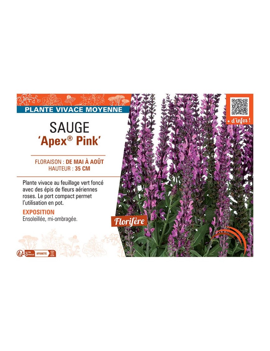 SAUGE APEX® PINK