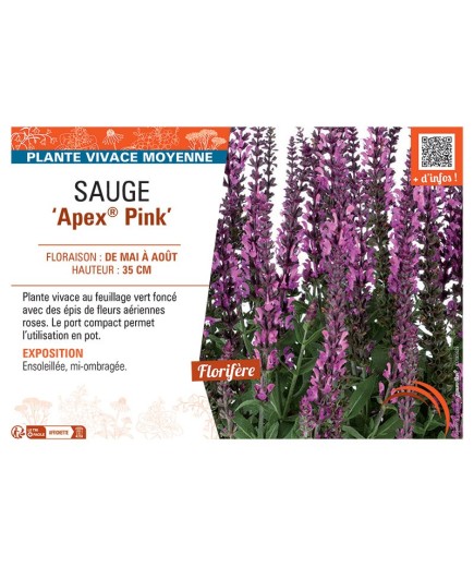 SAUGE APEX® PINK