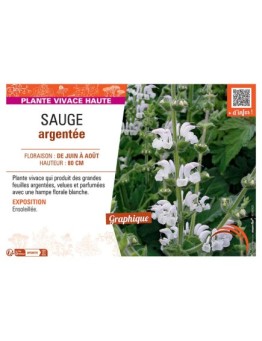 SAUGE ARGENTEE