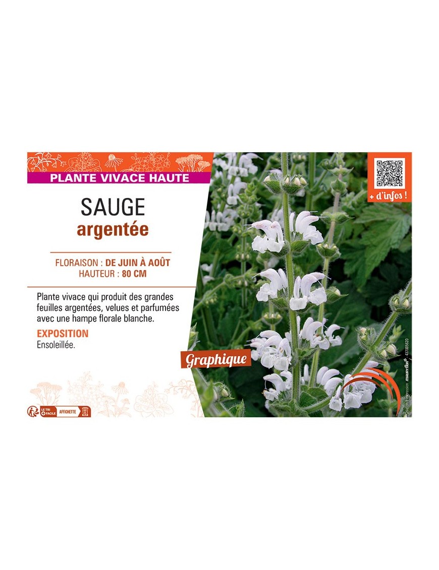SAUGE ARGENTEE