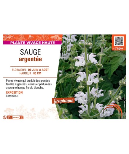 SAUGE ARGENTEE