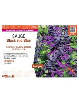 SAUGE BLACK AND BLUE