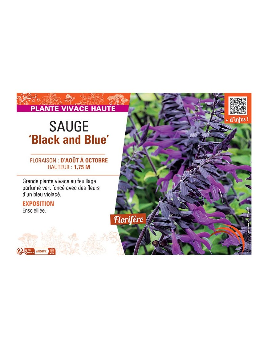 SAUGE BLACK AND BLUE