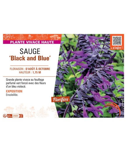 SAUGE BLACK AND BLUE