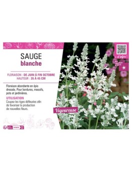 SAUGE BLANCHE (farinacea)