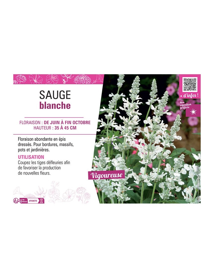 SAUGE BLANCHE (farinacea)