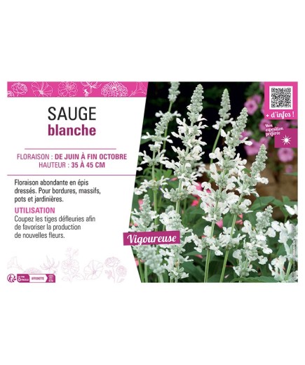 SAUGE BLANCHE (farinacea)