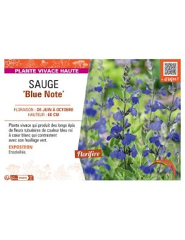 SAUGE BLUE NOTE