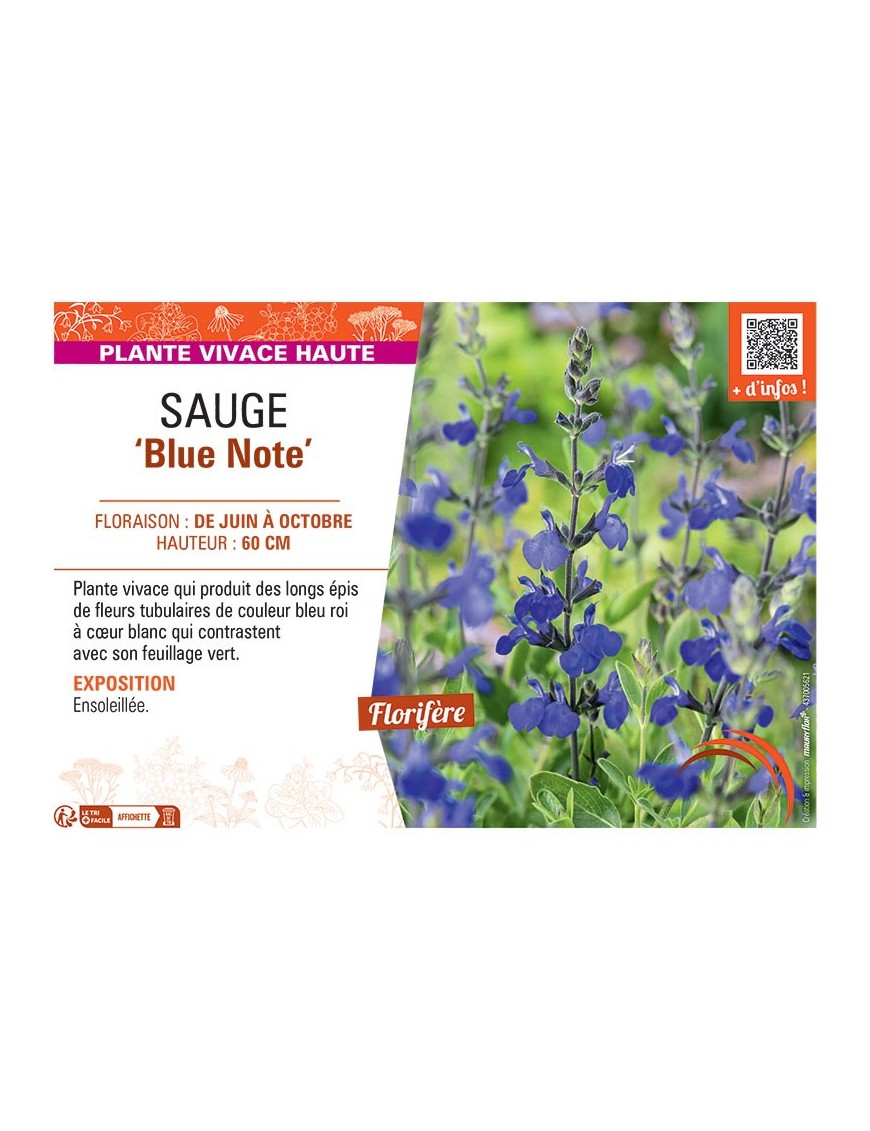 SAUGE BLUE NOTE