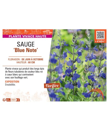 SAUGE BLUE NOTE