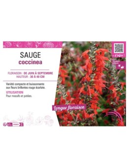 SAUGE COCCINEA