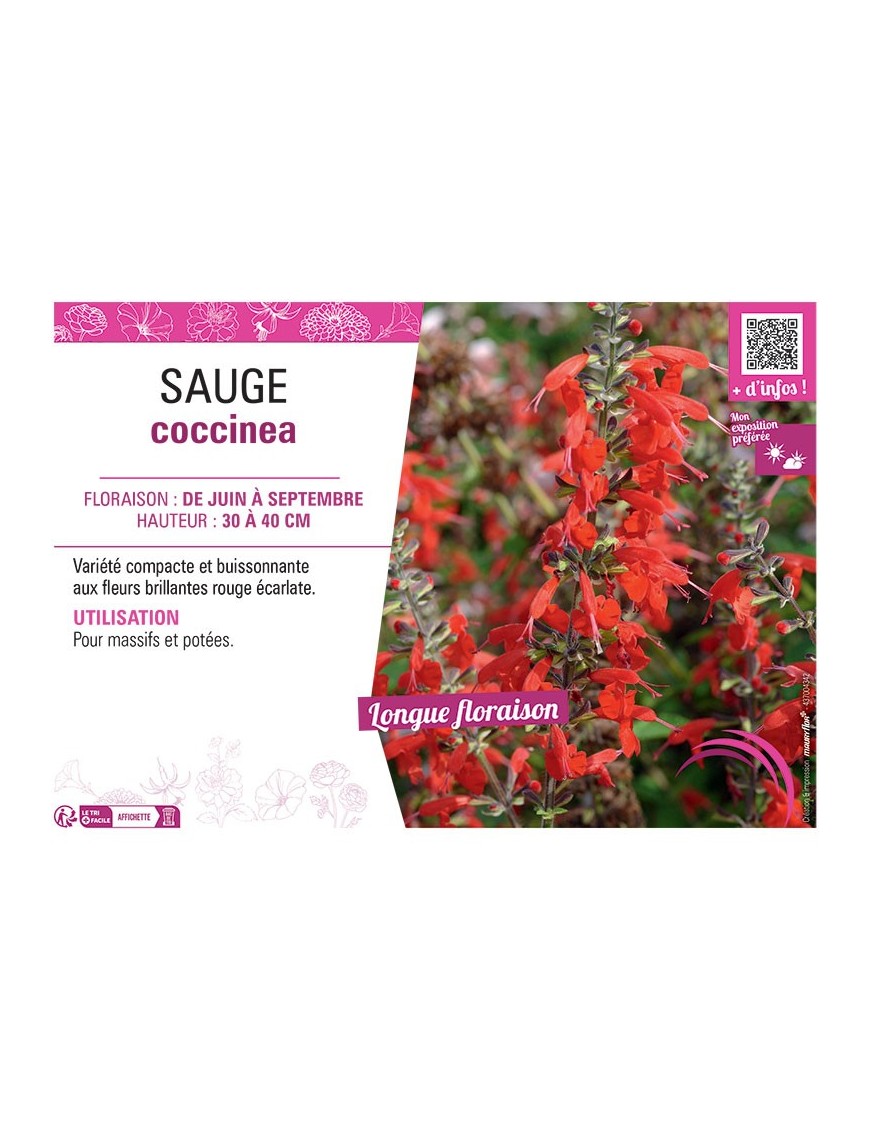 SAUGE COCCINEA