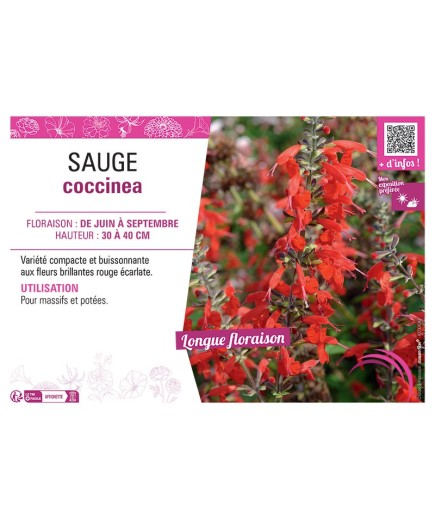 SAUGE COCCINEA