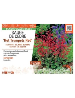 SAUGE DE CEDRE HOT TRUMPETS RED