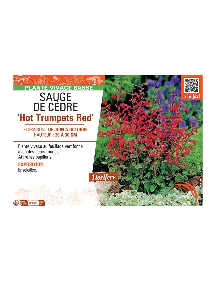 SAUGE DE CEDRE HOT TRUMPETS RED