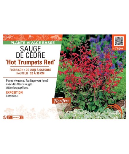 SAUGE DE CEDRE HOT TRUMPETS RED