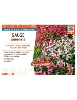 SAUGE JAMENSIS (variée)