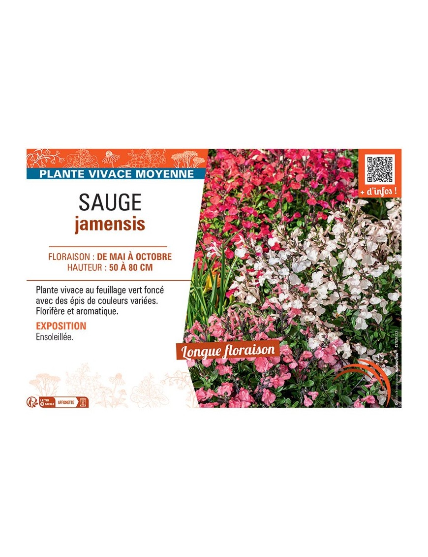 SAUGE JAMENSIS (variée)