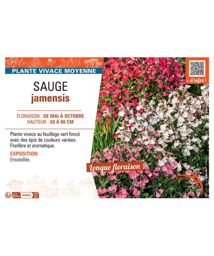 SAUGE JAMENSIS (variée)