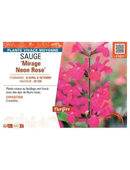 SAUGE MIRAGE NEON ROSE