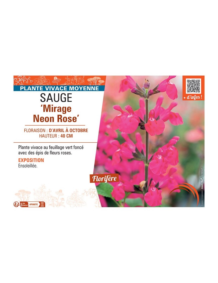 SAUGE MIRAGE NEON ROSE