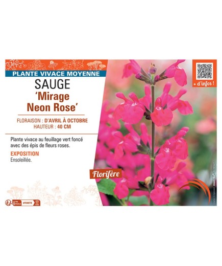 SAUGE MIRAGE NEON ROSE