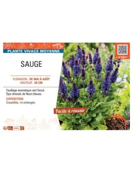 SAUGE NEMOROSA (bleue)