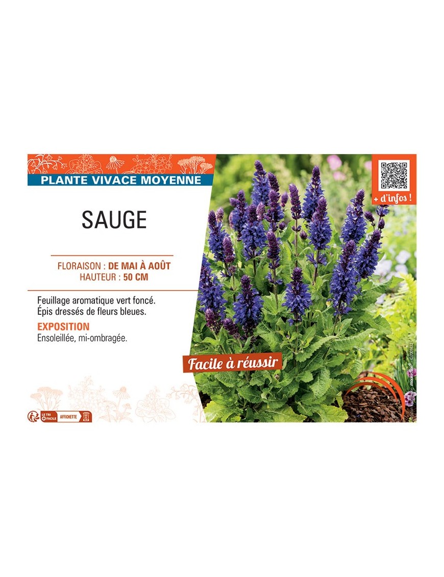 SAUGE NEMOROSA (bleue)