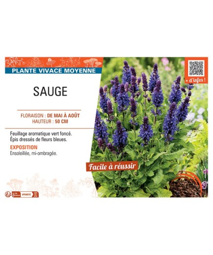 SAUGE NEMOROSA (bleue)