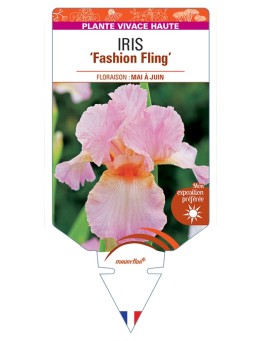 IRIS (germanica) Fashion Fling