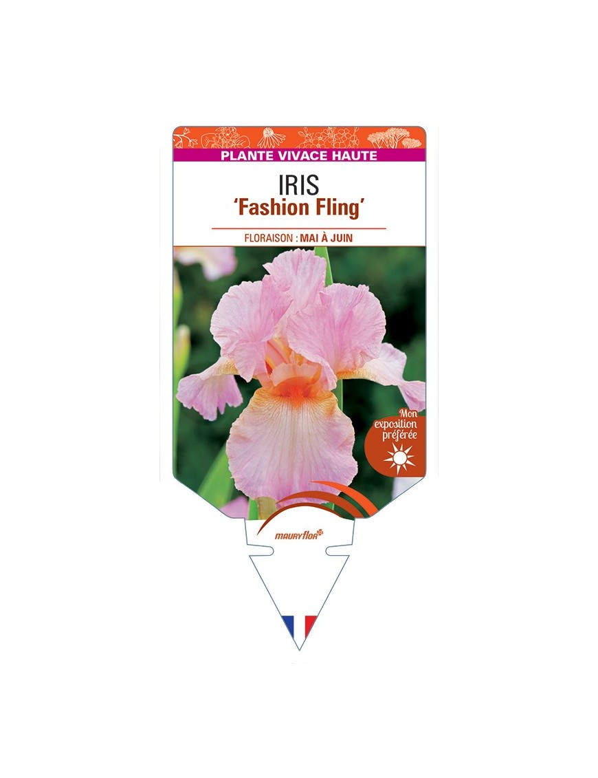 IRIS (germanica) Fashion Fling