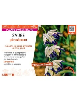 SAUGE PERUVIENNE