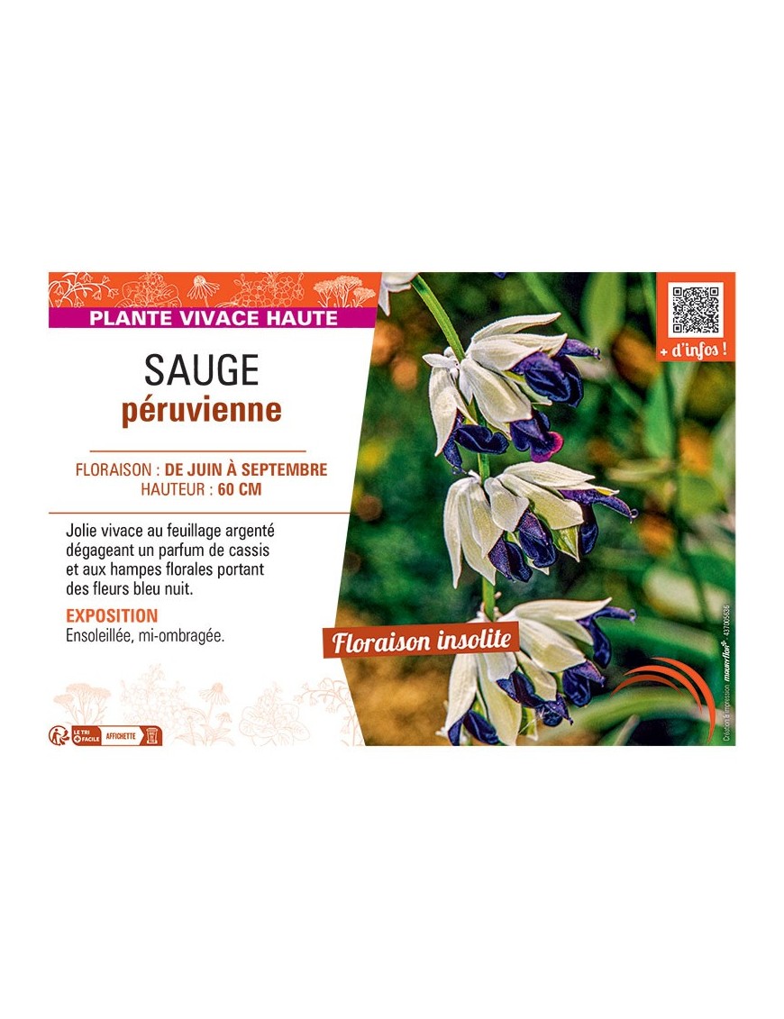 SAUGE PERUVIENNE